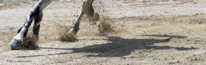 Horse show woes? There’s a fix for that