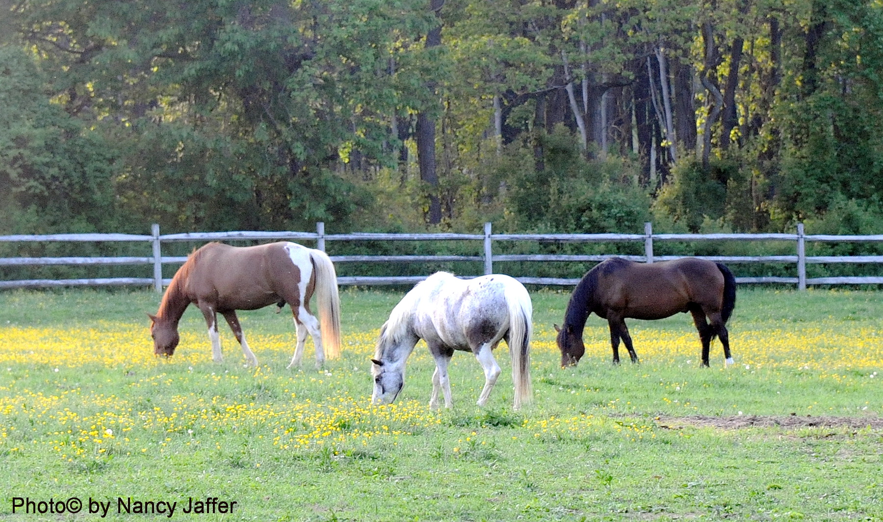 Is New Jersey still horse country? - Nancy Jaffer - Equestrian Sports