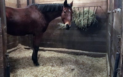 Governor fails to sign tax cut on horse boarding