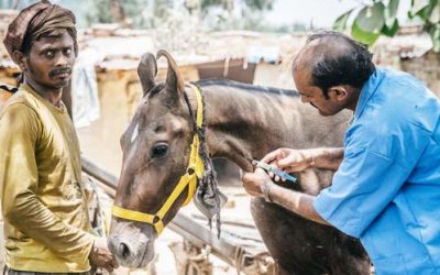 Looking at the big picture: Going beyond horse sports to give back