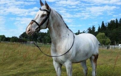 Amazing story of a blind horse and all he can do with trust in his rider
