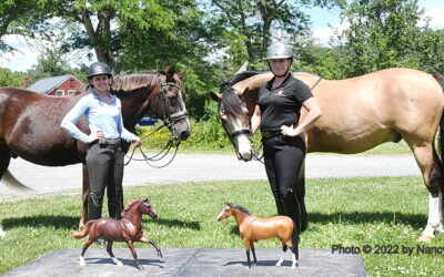 A German riding pony is a model of stardom