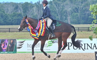 A new hunter derby shows off beautifully