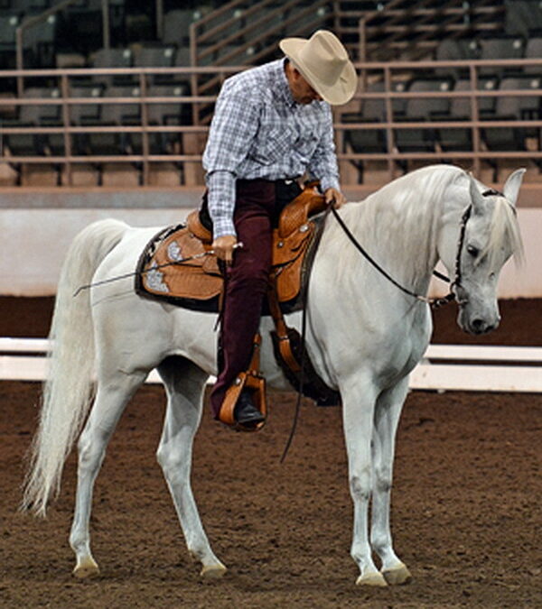 Ready for something different? Learn about Western Dressage