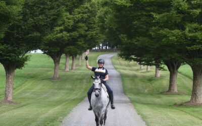A different way of marketing sport horses