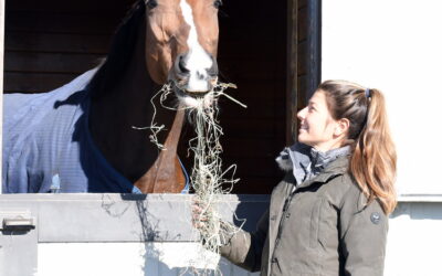 Dutch Times is on the mend