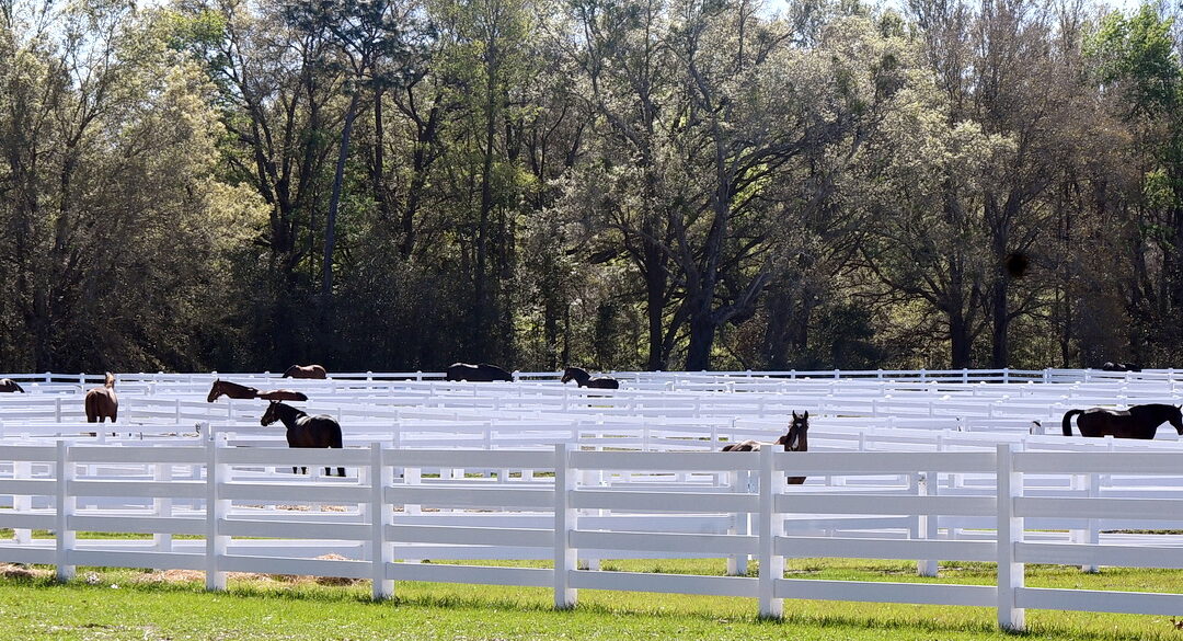 The equine welfare question and how to handle it