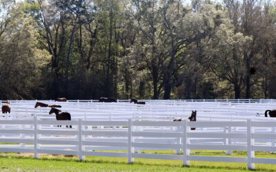 The equine welfare question and how to handle it