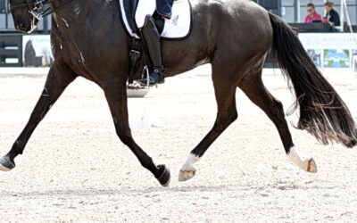 What role will Artificial Intelligence play (someday) in your dressage score?