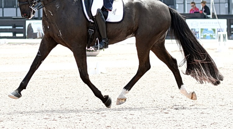 What role will Artificial Intelligence play (someday) in your dressage score?