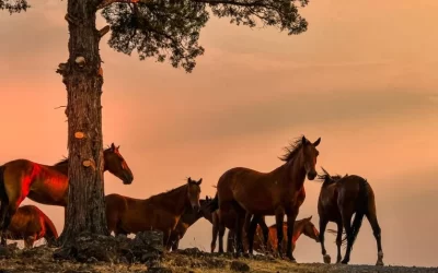 Utilizing horses to combat wildfires?