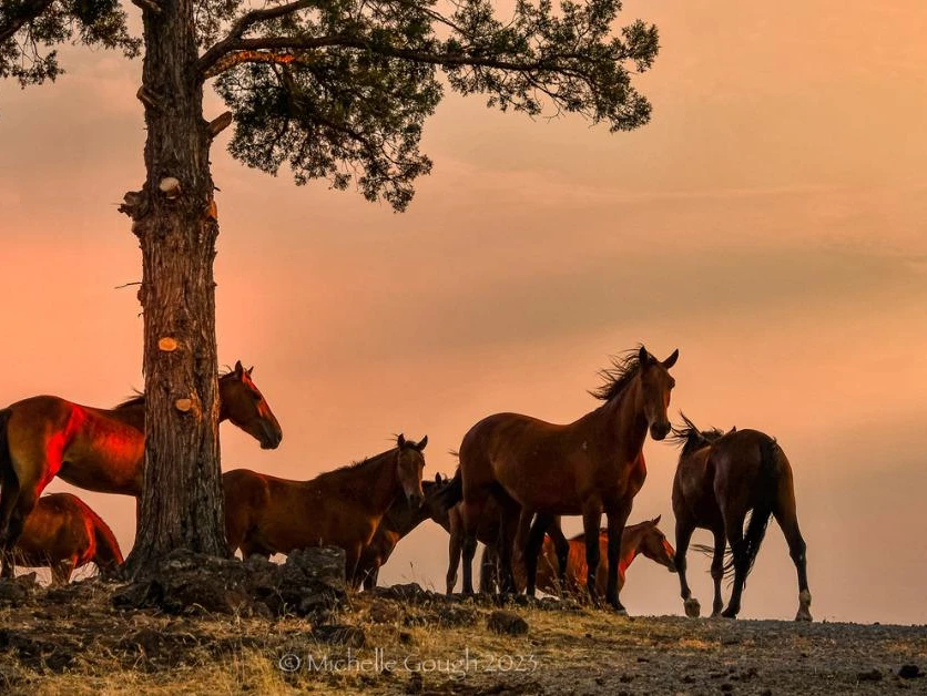 Utilizing horses to combat wildfires?