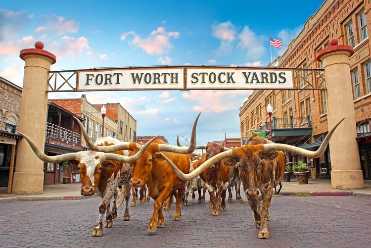 Yippee! Cowboy up for different kind of World Cup finals