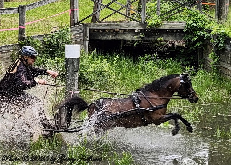 A little mud couldn’t stop the GEA Horse Driving Trial