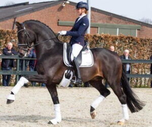 Dutch Olympic dressage horse coming to U.S., courtesy of guess who?
