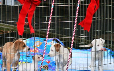 A Christmas special delivery brings puppies the best present of all