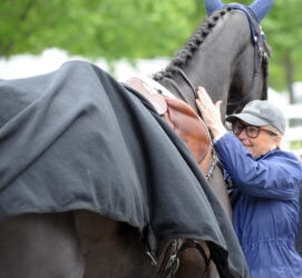 When breeding horses at home works out