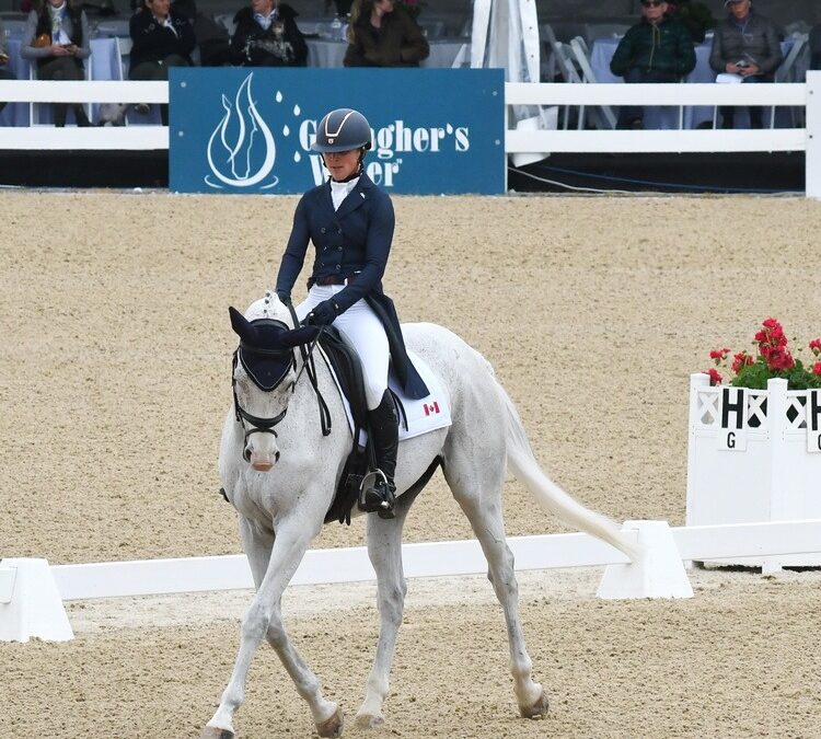 Thoroughbreds as international sport horses finally getting recognition
