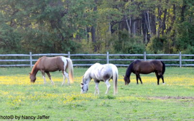 Do horses count as agriculture? What do you think?